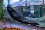  Alaskan Sea Otter at mammal rescue facility at National Sea Life Birmingham