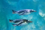 Penguins swimming at SEA LIFE London